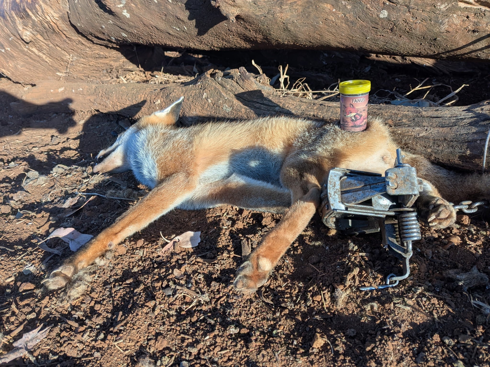 Fanus Fox Lure – Professional Australian-Made Fox Attractant