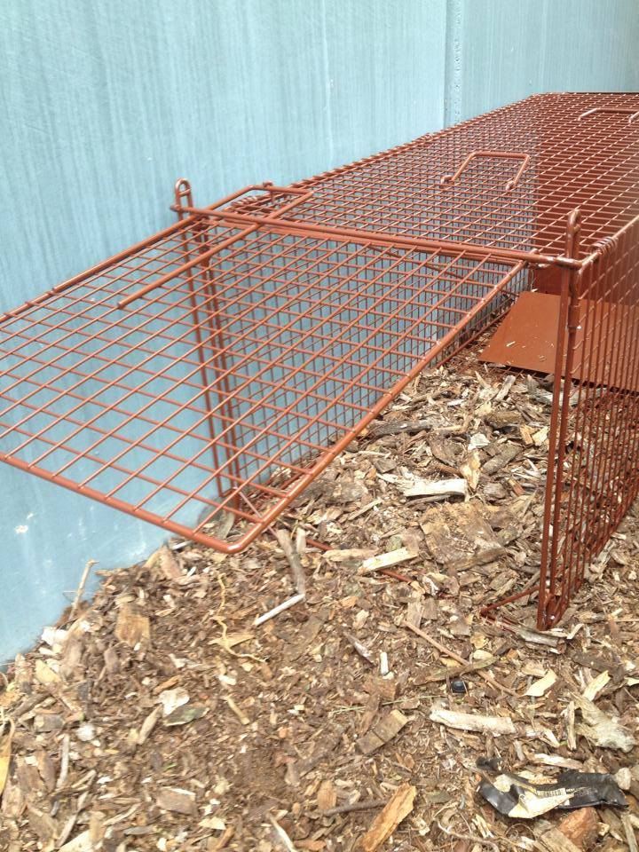Fox Magnet Cage Trap - Collapsible Live Capture