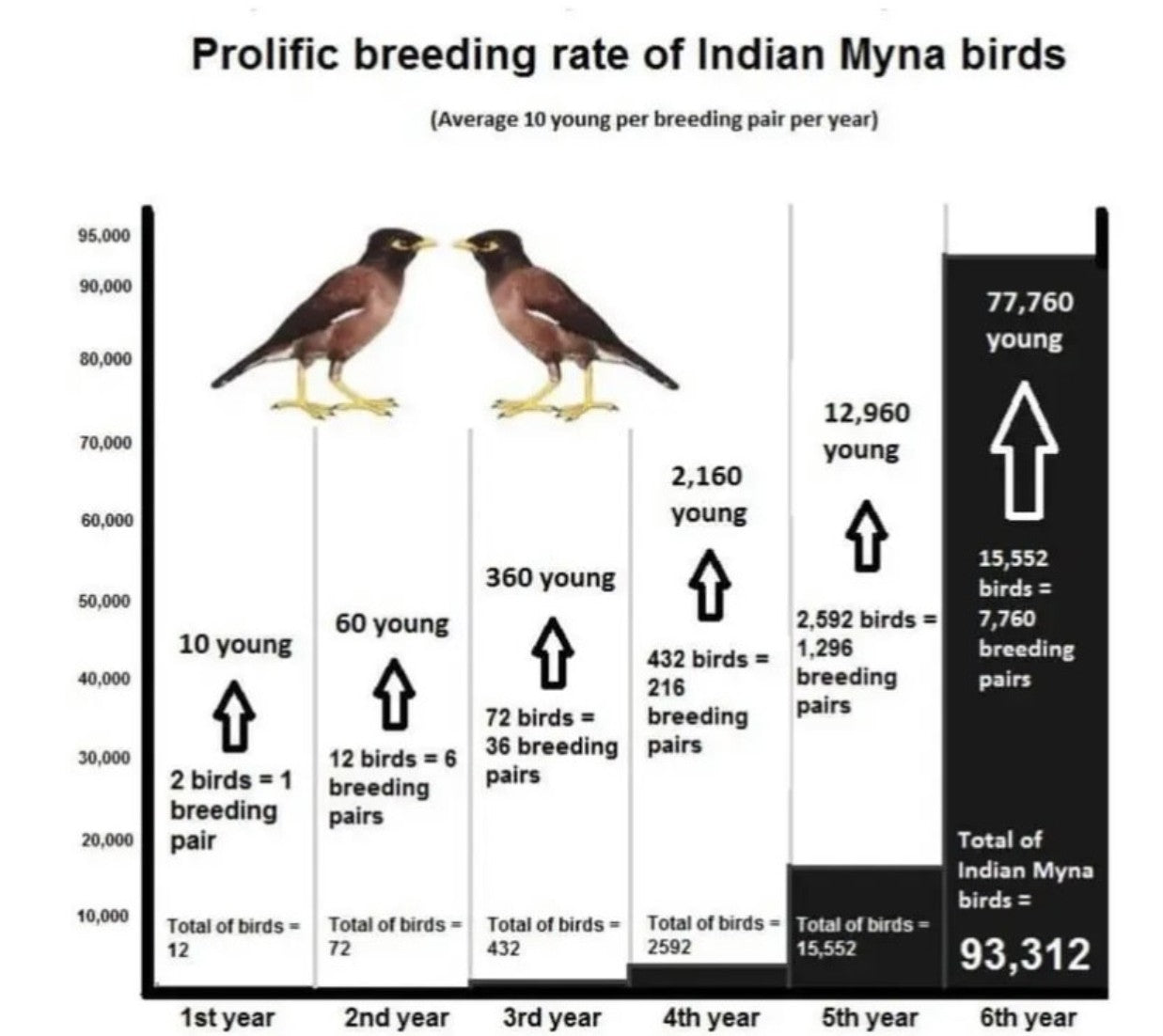 Mini Myna Magnet - Collapsible Live-Capture Trap